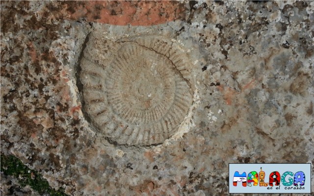 Huellas de Ammonites en el Torcal de Antequera