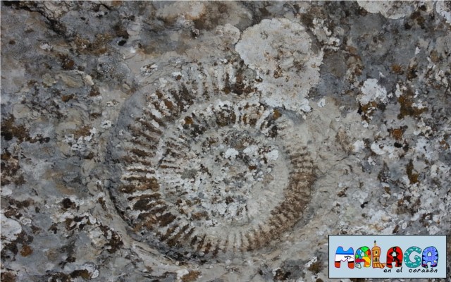 Huellas de Ammonites en el Torcal de Antequera