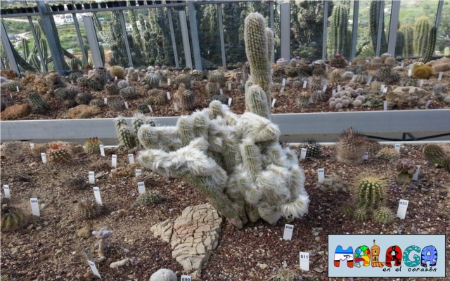 Jardín Botánico de Cactus y otras Suculentas 