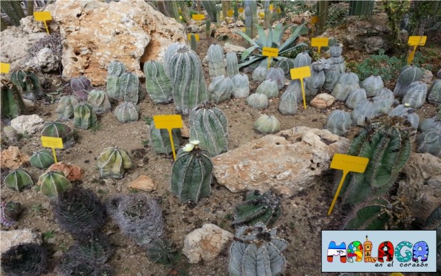 Jardín Botánico de Cactus y otras Suculentas 