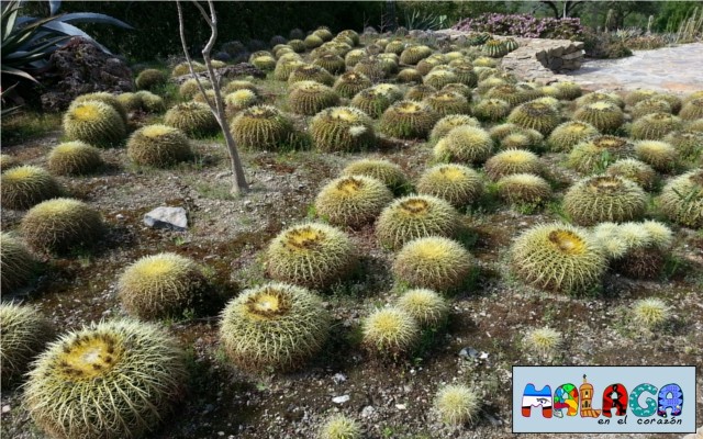 Jardín Botánico de Cactus y otras Suculentas 