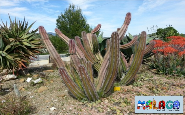 Jardín Botánico de Cactus y otras Suculentas 