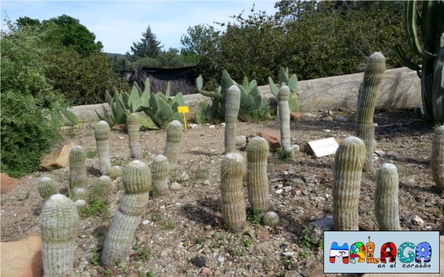 Jardín Botánico de Cactus y otras Suculentas 