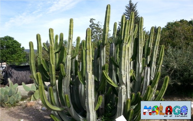 Jardín Botánico de Cactus y otras Suculentas 