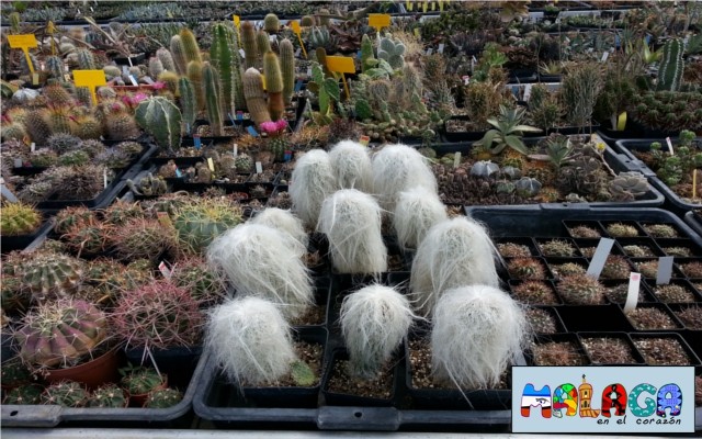 Jardín Botánico de Cactus y otras Suculentas 