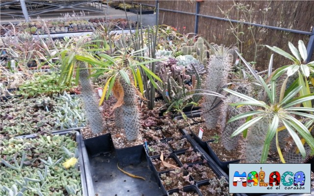 Jardín Botánico de Cactus y otras Suculentas 
