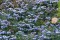  Limonium Malacitanum