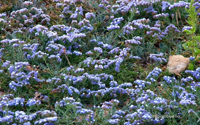  Limonium Malacitanum